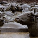 Carabao Heaven