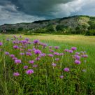 Awaiting summer rain