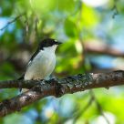 European Flycatcher
