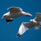 Birds in Flight