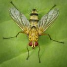 Family Tachinidae Fly
