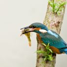 IJsvogel, Alcedo atthis