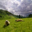 alpine marmots