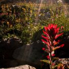 Rocky Mountain Alpine Meadow