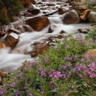 Rocky Mountain Summer Stream