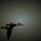 Where are you flying to?