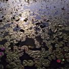 Lotus Pool