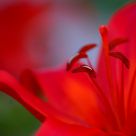 Deep Reds