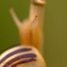 Curious Eye