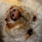 Sniff...sniff...