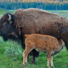 A feeding Bison Calf