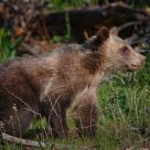 A Grizzly cub