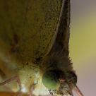 Mariposa