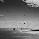 San Francisco - The Birds