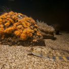 Bottom of the Sea