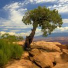 Lone Tree In Rock
