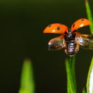 Ladybird