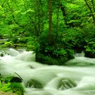 Oirase Stream