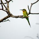 Blue-tailed Beeeater
