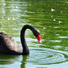 Cisne Negro