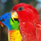 Lori Rojo y Multicolor