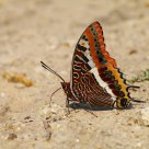 Farfalla