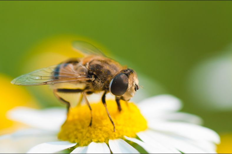 Fly and Ñamomile 2