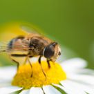 Fly and Ñamomile 2