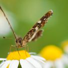 Butterfly and Ñamomile 2