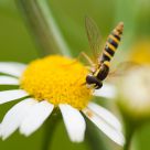 Fly and Ñamomile