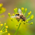Fly and inflorescence