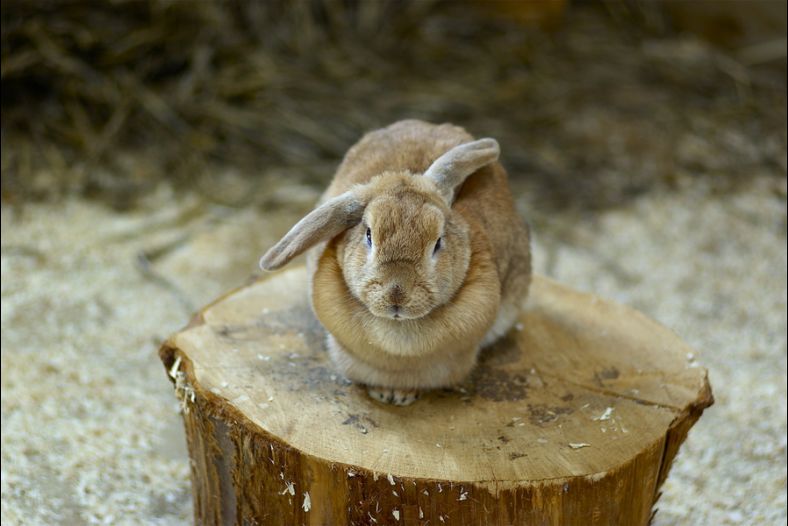 Lazy Rabbit