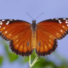 Soldier Butterfly
