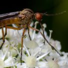 Empis livida