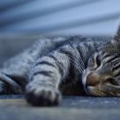 lazy cat