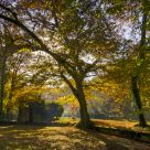 autumn sun in a park