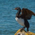 Rock cormorant