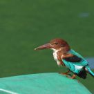 White-breasted kingfisher
