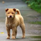 Puppy Cute