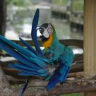 twisty parrot