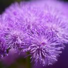 ageratum