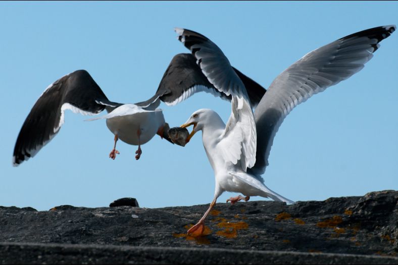 Grabbing the bait