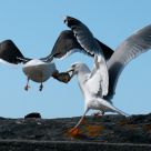 Grabbing the bait
