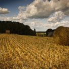 Golden Harvest