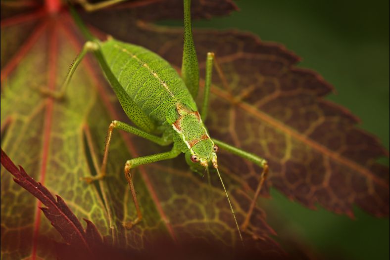 Green on Red