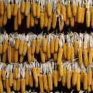 Maize