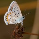 Mariposa