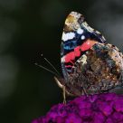 Atalanta (Vanessa atalanta)