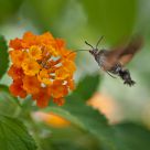 Hummingbird Hawk-moth