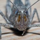 Grasshopper